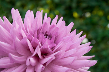 Close-up of a pink chrysanthemum flower