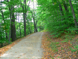 Fototapeta na wymiar A path through the forest