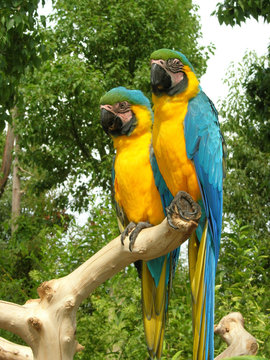 Papagayos y aves ex&oacute;ticas