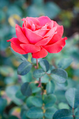 Fototapeta premium Beautiful red rose