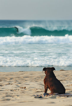 Dog on Smiths Beach watching surfer