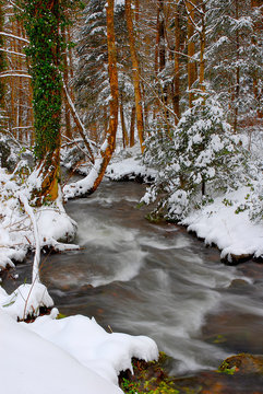 Neige en sous-bois