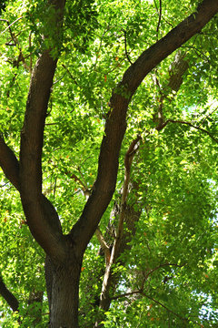 Tree foliage backlit by sun