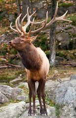 Male Deer
