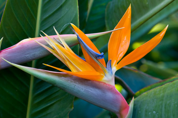Obraz premium Bird of paradise