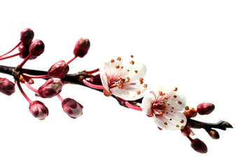 flowering cherry branch in spring - 4597349