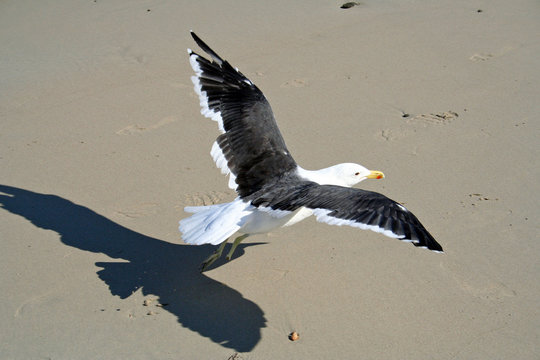 Seagull taking off - Powered by Adobe