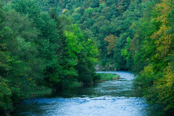 river and green forest