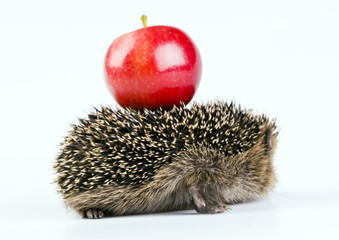 Hedgehog & Apple