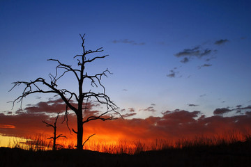 Burnt Tree at Sunset