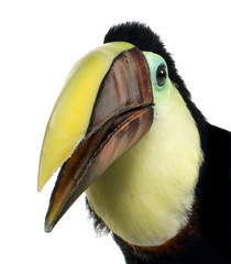Obraz premium Swainson's Toucan