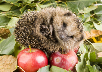 Crazy hedgehog © Sebastian Duda