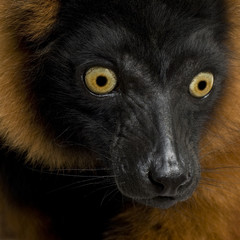 Obraz premium Red Ruffed Lemur