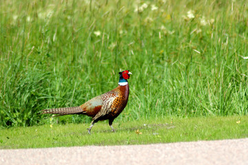 pheasant