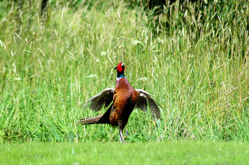 pheasant