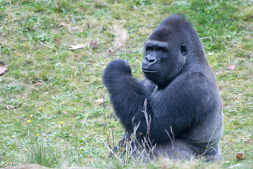 big male gorilla