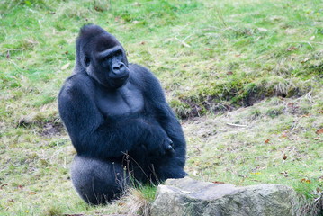 big male gorilla