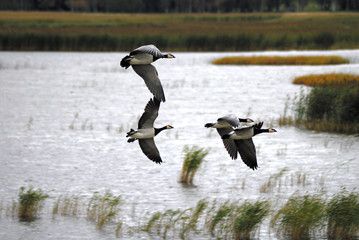 Fototapeta premium Goose flyby