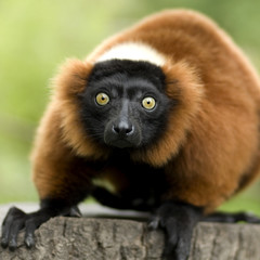 Red Ruffed Lemur