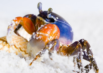 Crab on the sand