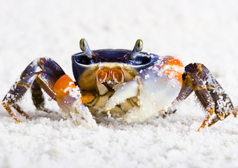 Crab on the sand