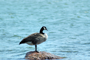 Fototapeta premium Branta leucopsis