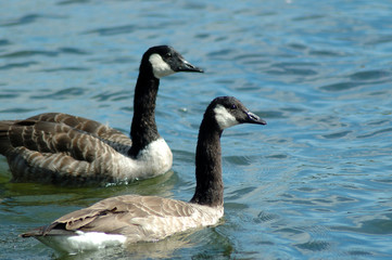 Branta leucopsis