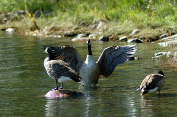 Branta leucopsis