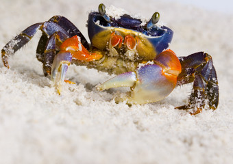 Crab on the sand
