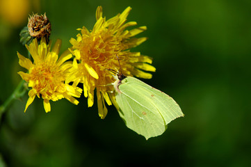Gonepteryx rhamni