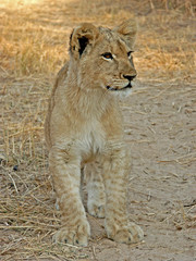 Lion Cub