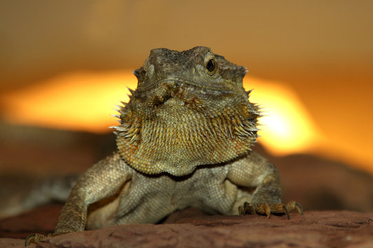 Bartagam