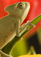 Chameleon