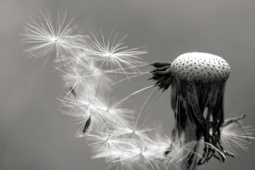 black and white dandelion