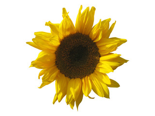 Sonnenblume freigestellt