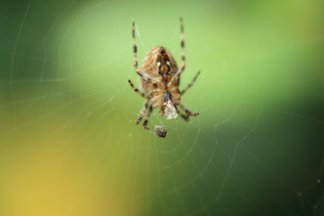 spider