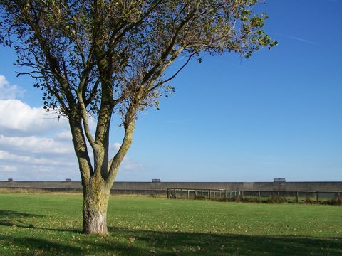 mulberry tree