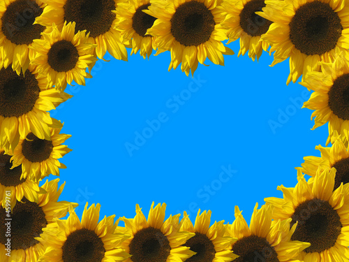 "Sonnenblumen Rahmen" Stockfotos und lizenzfreie Bilder auf Fotolia.com
