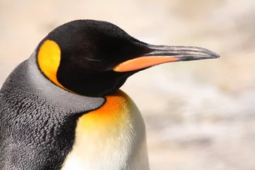 Cercles muraux Pingouin Manchot Empereur Endormi