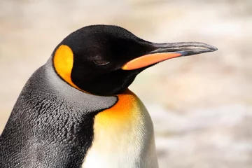 Cercles muraux Pingouin Manchot empereur