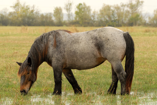 cheval lourd broutant dans les marais