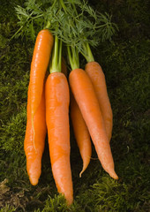 Carrots on the dark background