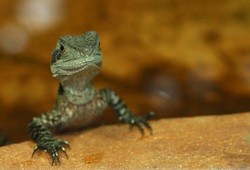 Wasseragam (Physignatus cocincinus)