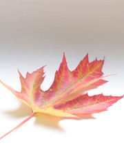 herbstliches Ahornblatt