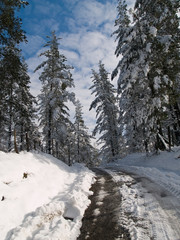 Snow covered road and trees