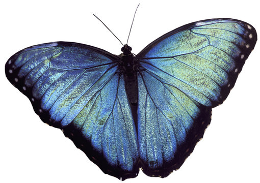 blauer Morpho (Morpho peleides)