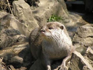 Otter