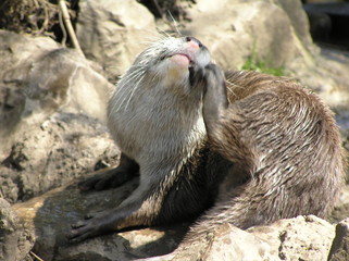 Scratching Otter