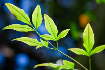 Leaves in forest