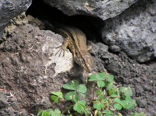 Lizard